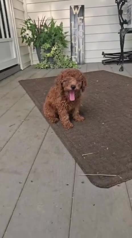 Toy Poodle dogs for sale: Maple - Potty and Crate Trained - Video 1