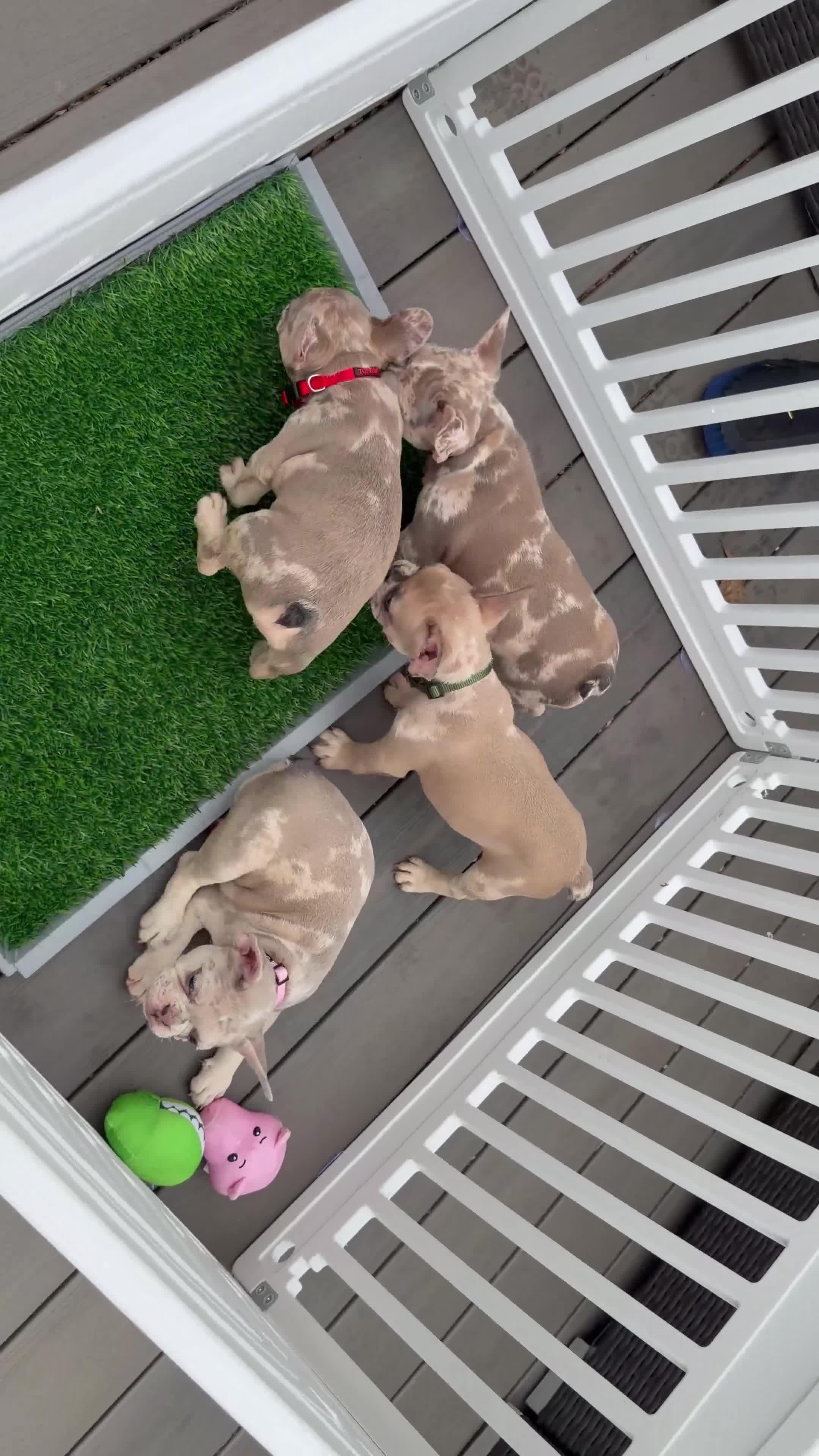 French Bulldog dogs for sale: French Bulldog 1 - Video 1