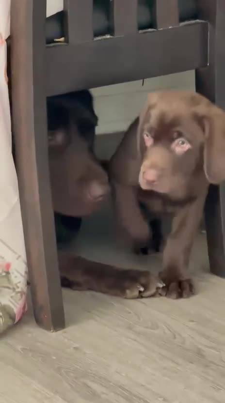 Labrador Retriever dogs for sale: Labrador Retriever 1 - Video 2