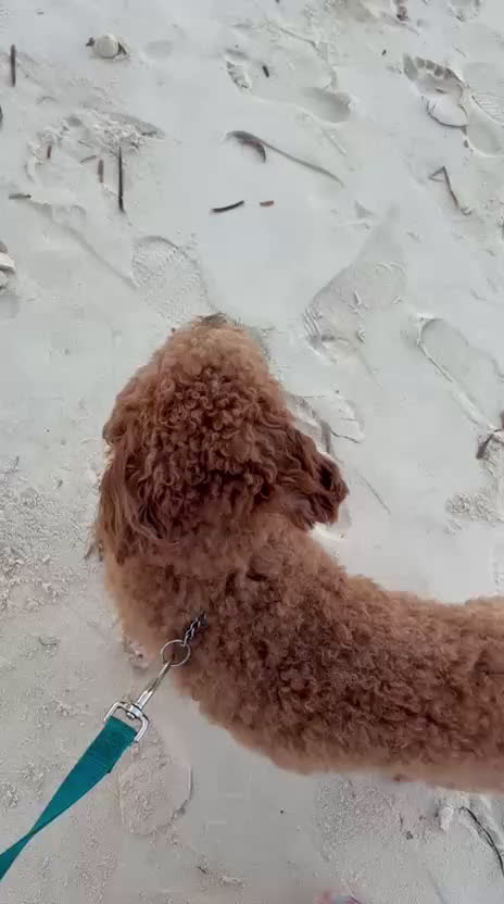 Miniature Poodle dogs for stud: Cash money - Video 3