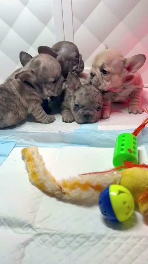 French Bulldog dogs for sale: French Bulldog 1 - Video 1