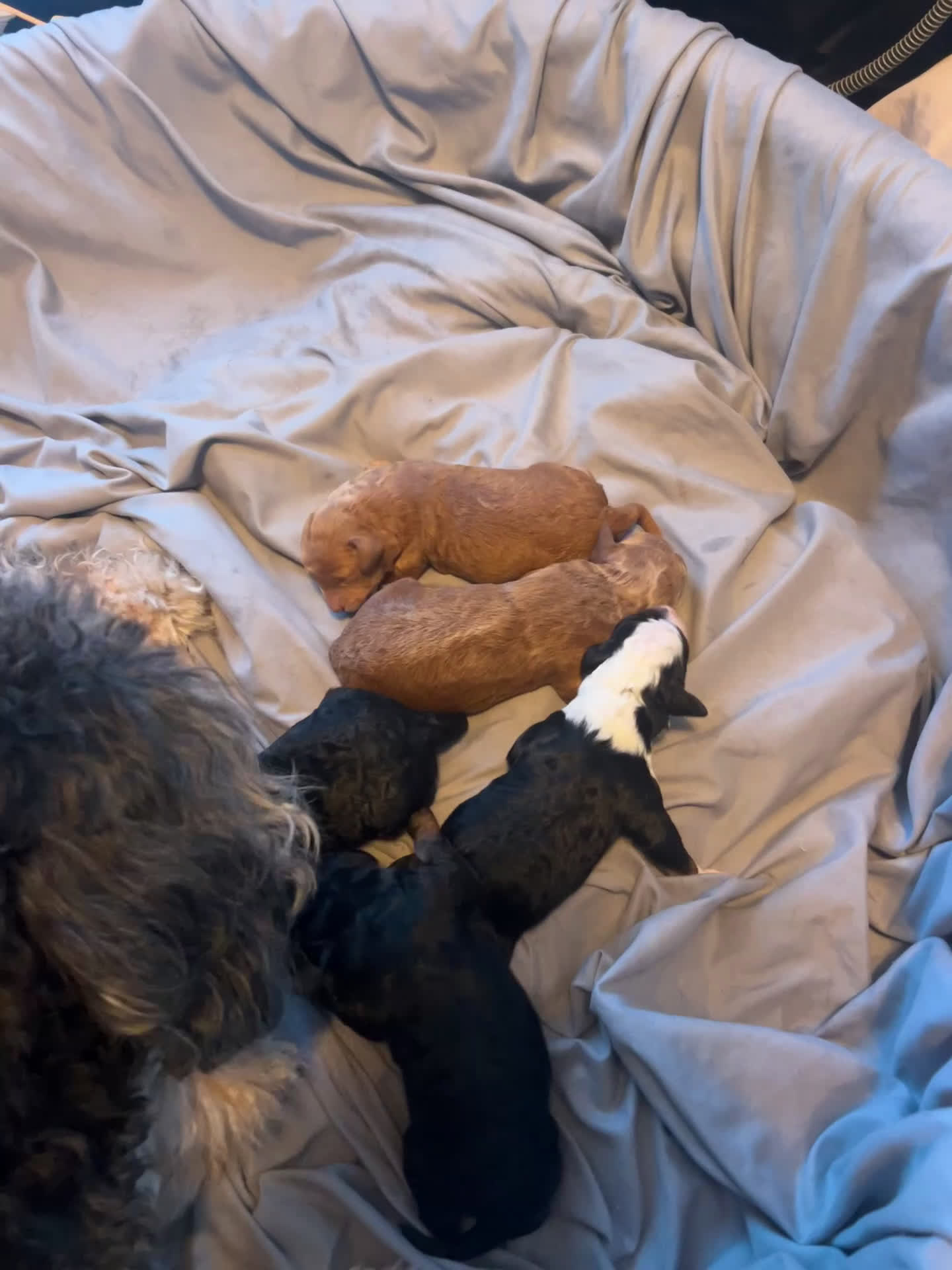 Mini Bernedoodle dogs for sale: Mini Bernedoodle Puppy 1 - Video 1