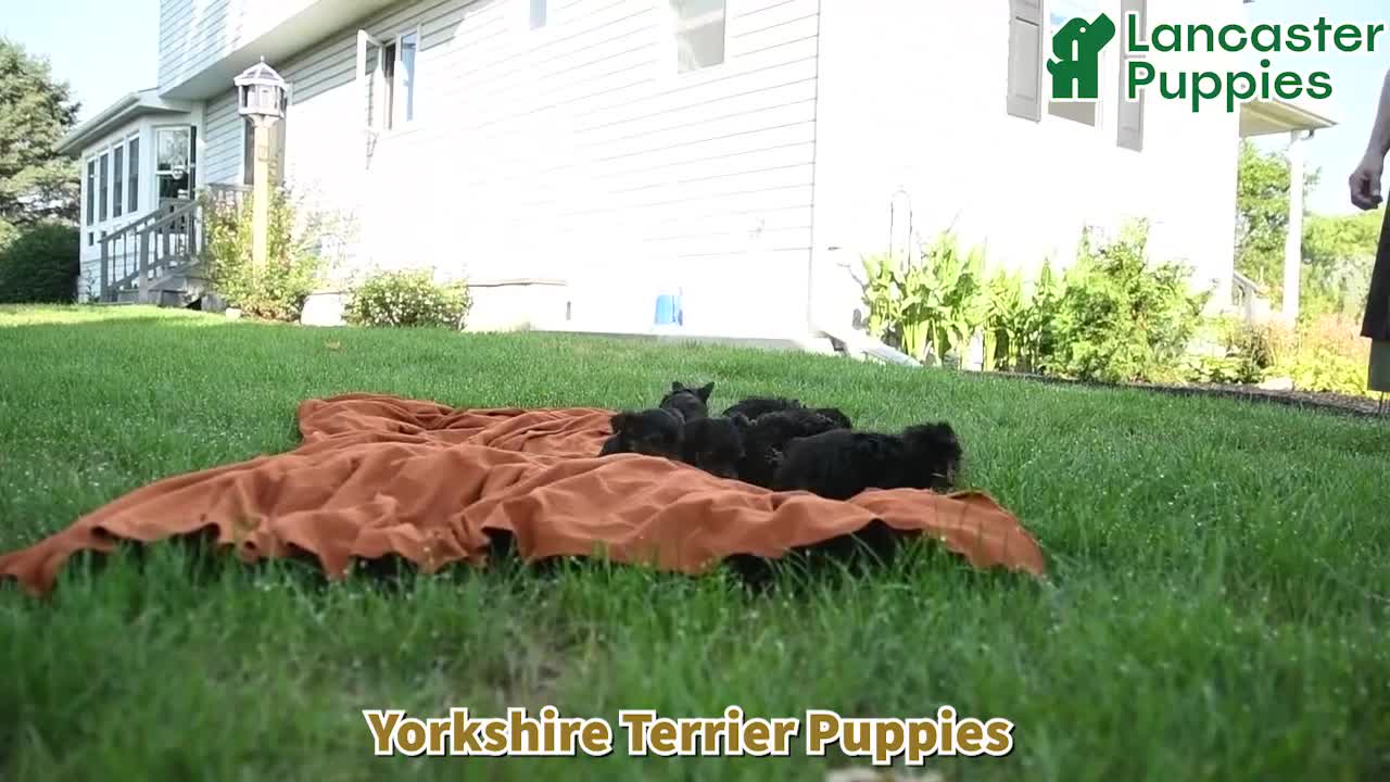 Yorkshire Terrier dogs for sale: Kayden - Video 1