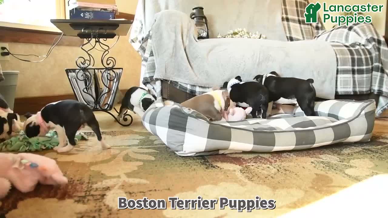 Boston Terrier dogs for sale: Chocolate - Video 1