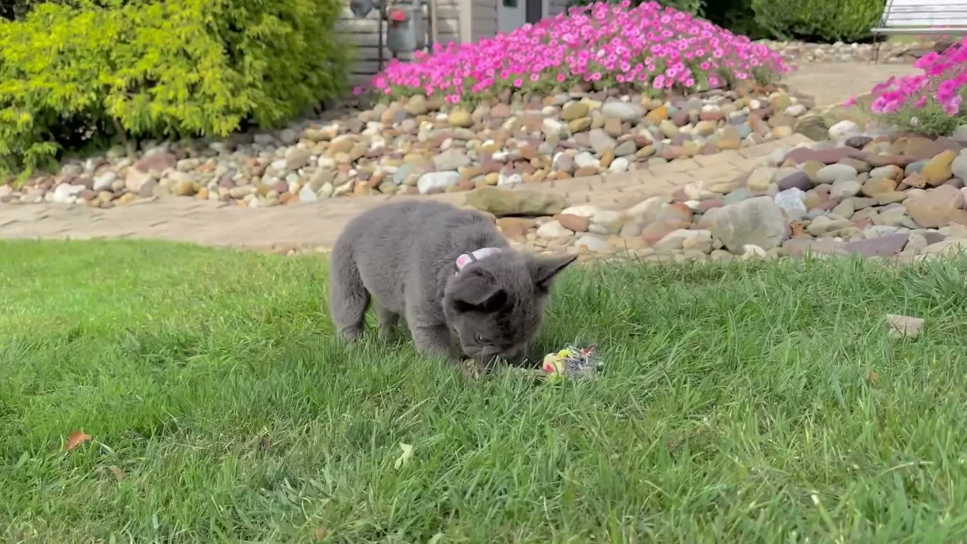 French Bulldog dogs for sale: Chai video ad - Video 1