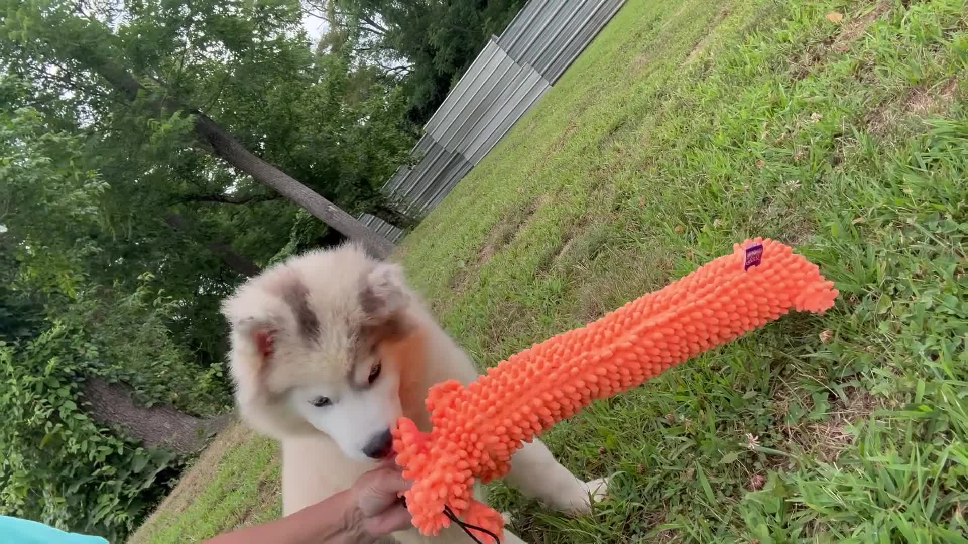 Pomsky dogs for sale: Merle - Video 1
