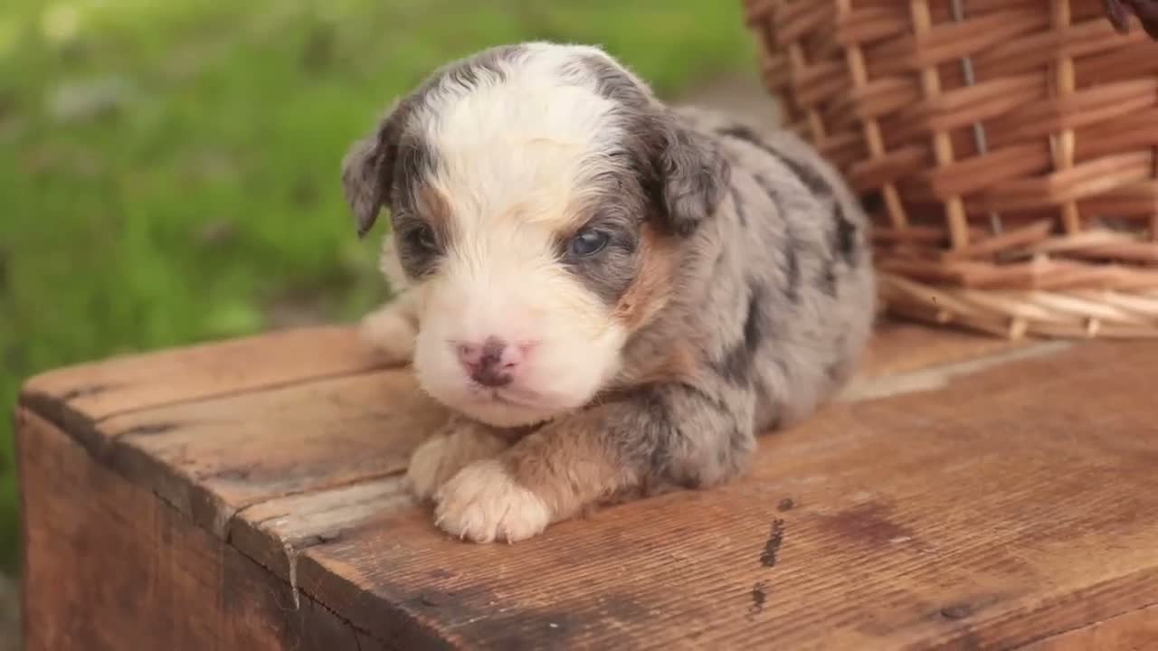 Mini Bernedoodle dogs for sale: Cornell F1 Mini Bernedoodle  - Video 5