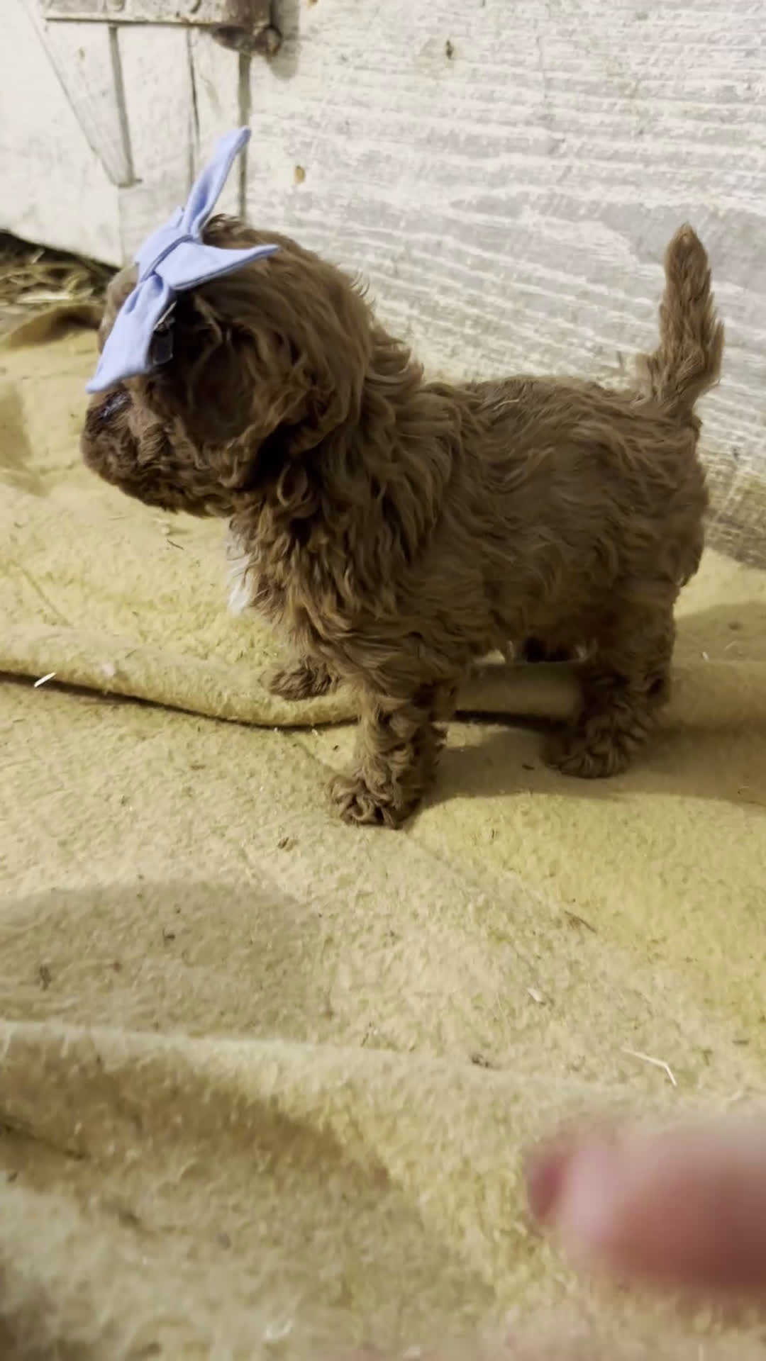 Toy Poodle dogs for sale: TEACUP Tootsie- AKC Genetic tested parents - Video 2