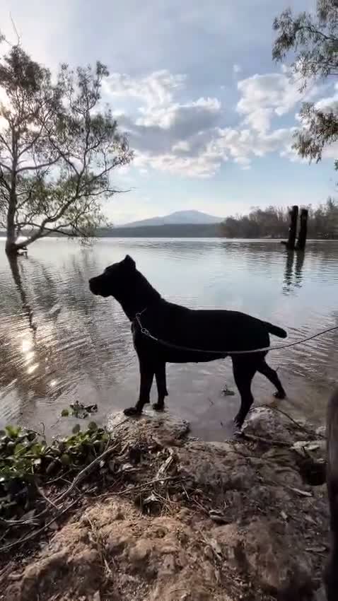 Cane Corso dogs for sale: Cane Corso 2 - Video 4