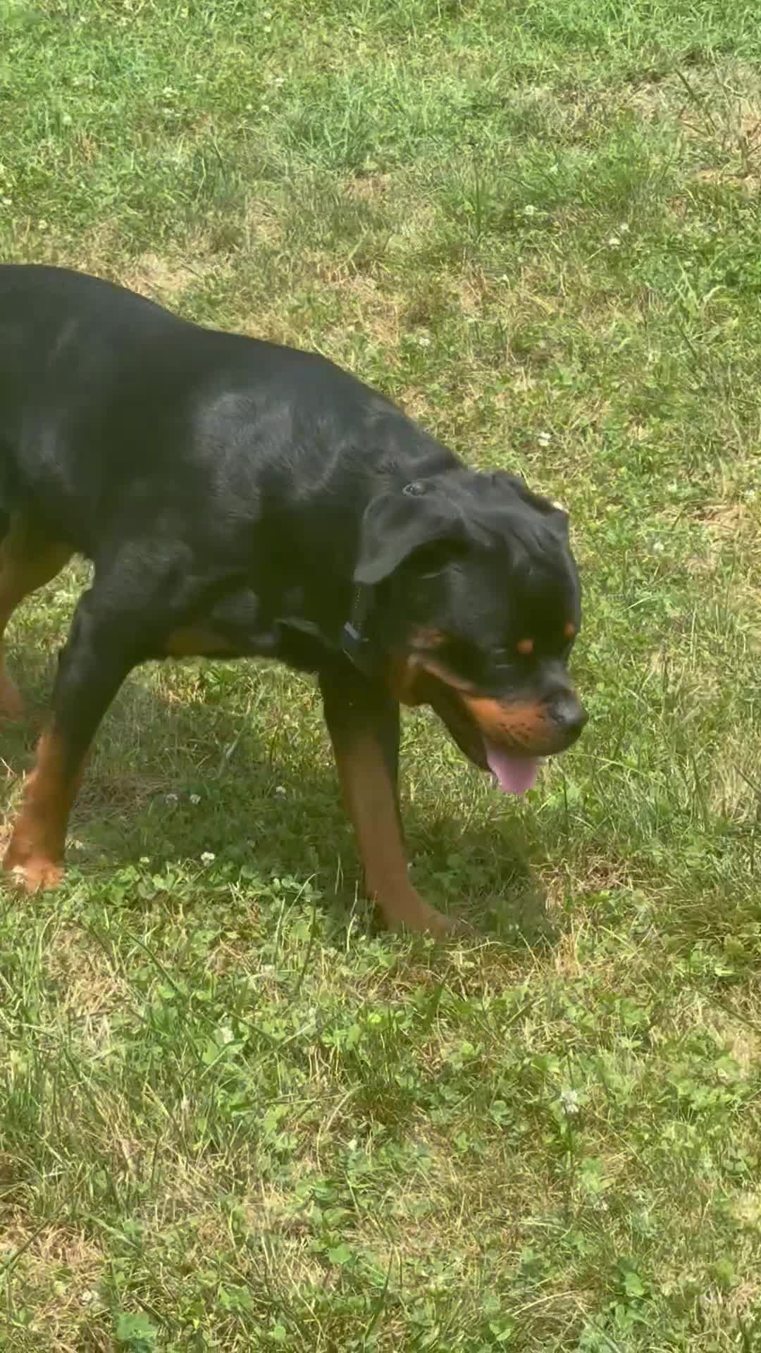 Rottweiler dogs for stud: Kane  - Video 1