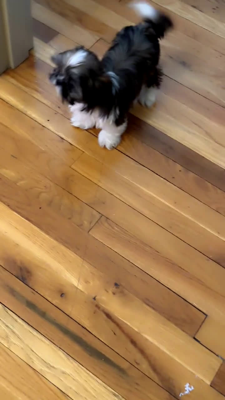 Shih Tzu dogs for sale: Shih Tzu Puppy 5 - Video 1