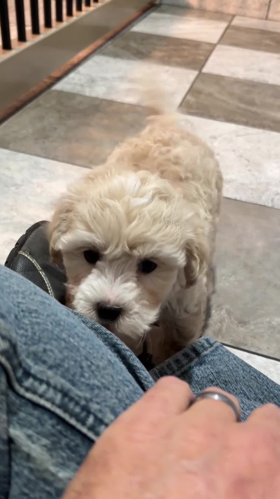 Maltipoo dogs for sale: Maltipoo Puppy 2 - Video 1