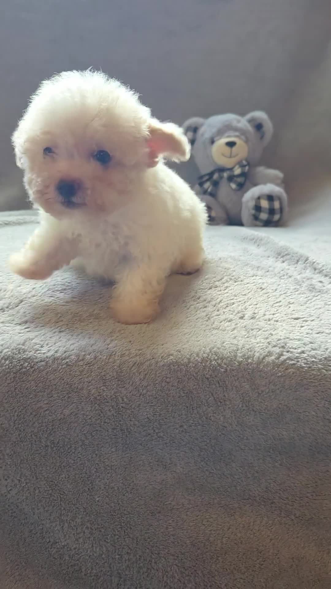 Maltipoo dogs for sale: Logan - Video 1