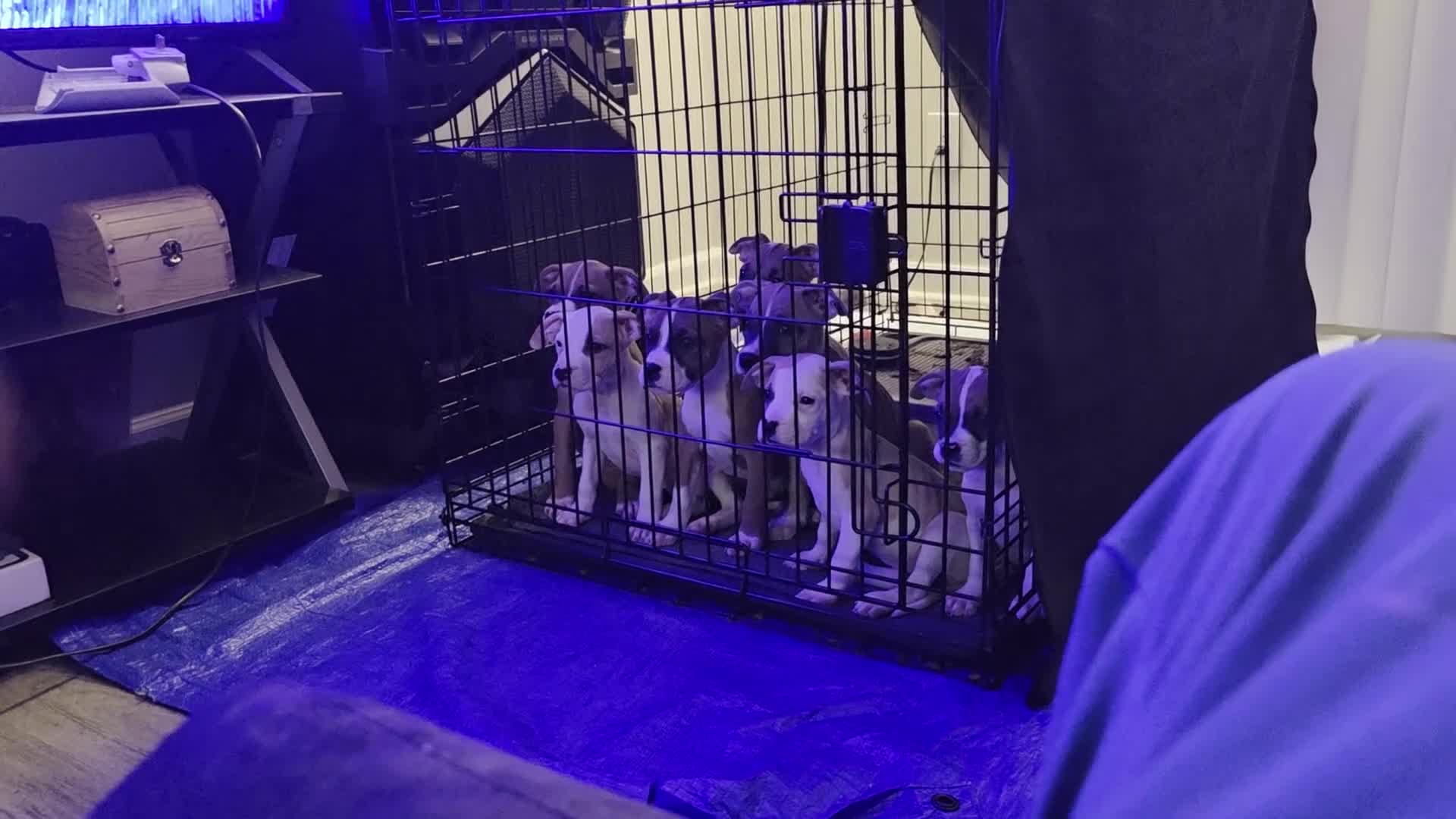 Mixed Breed dogs for sale: Teenie Tuna - Video 2