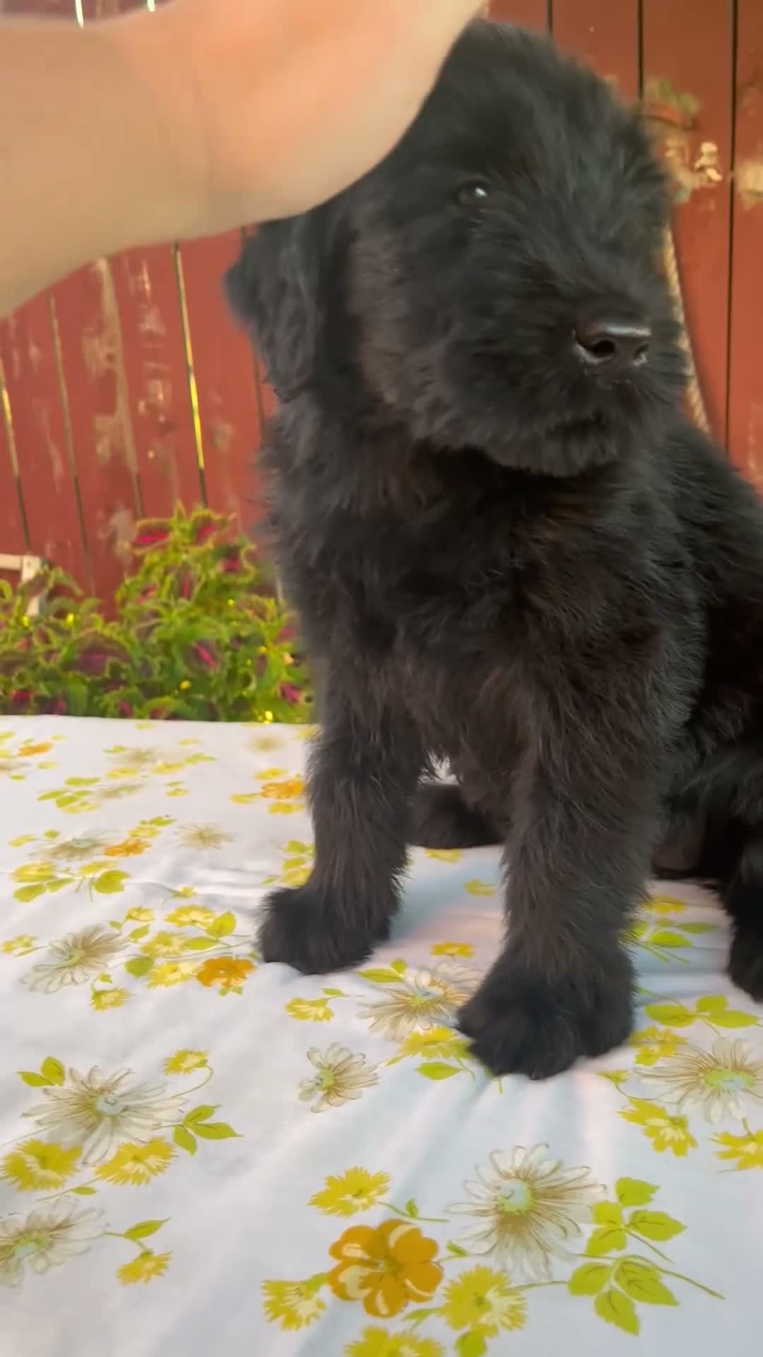 Giant Schnauzer dogs for sale: Renita - Video 1
