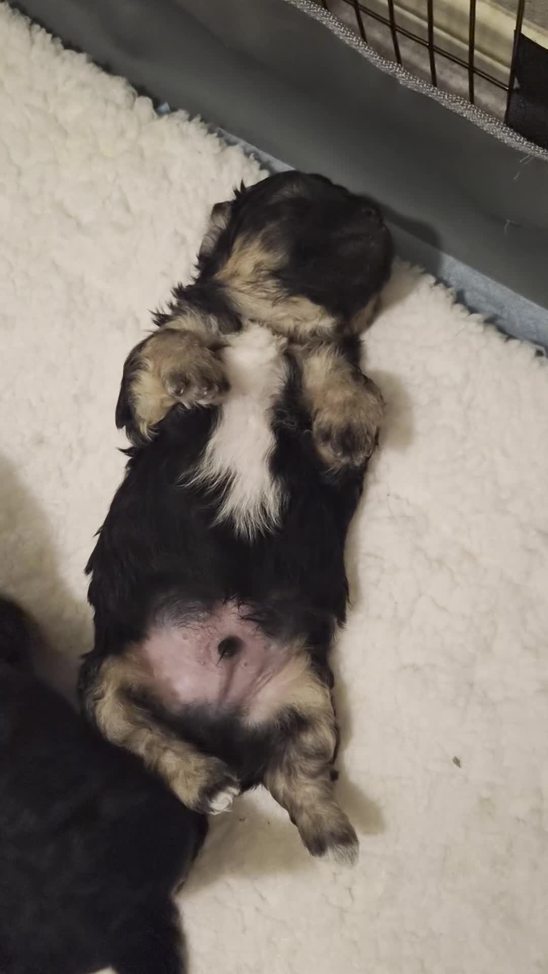 Malshi dogs for sale: Snorlax - Video 1
