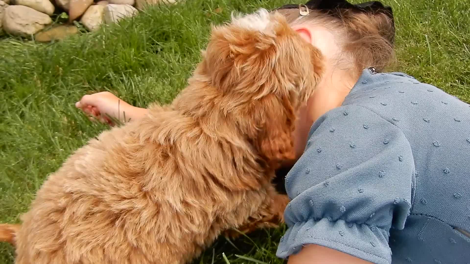 Mini Goldendoodle dogs for sale: Tommy - Video 1