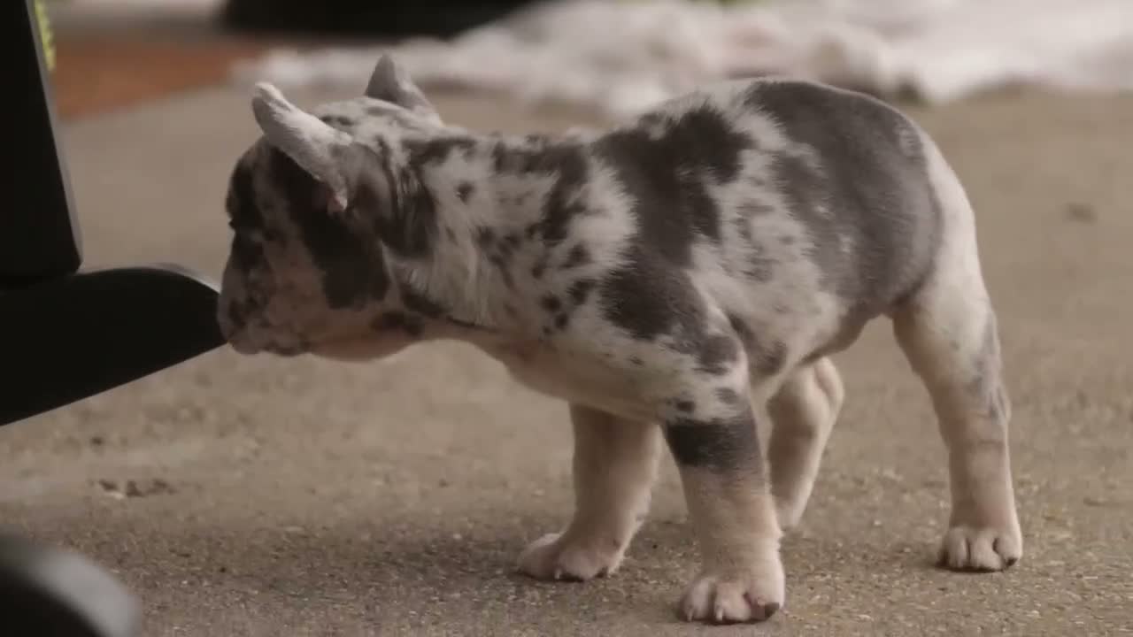 French Bulldog dogs for sale: Lexa French Bulldog  - Video 1