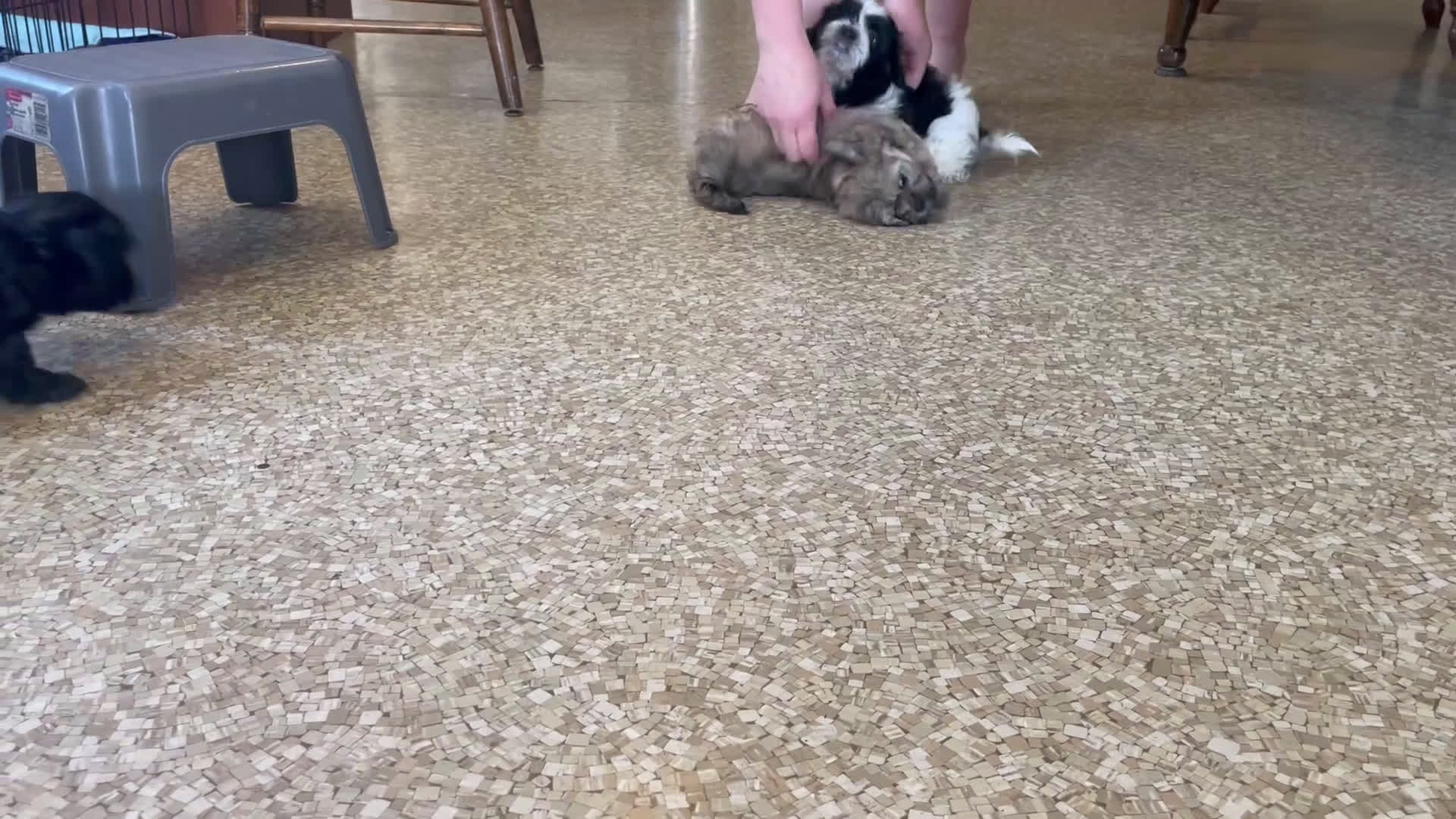 Teddy Bear dogs for sale: Teddy Bear Maverick - Video 1