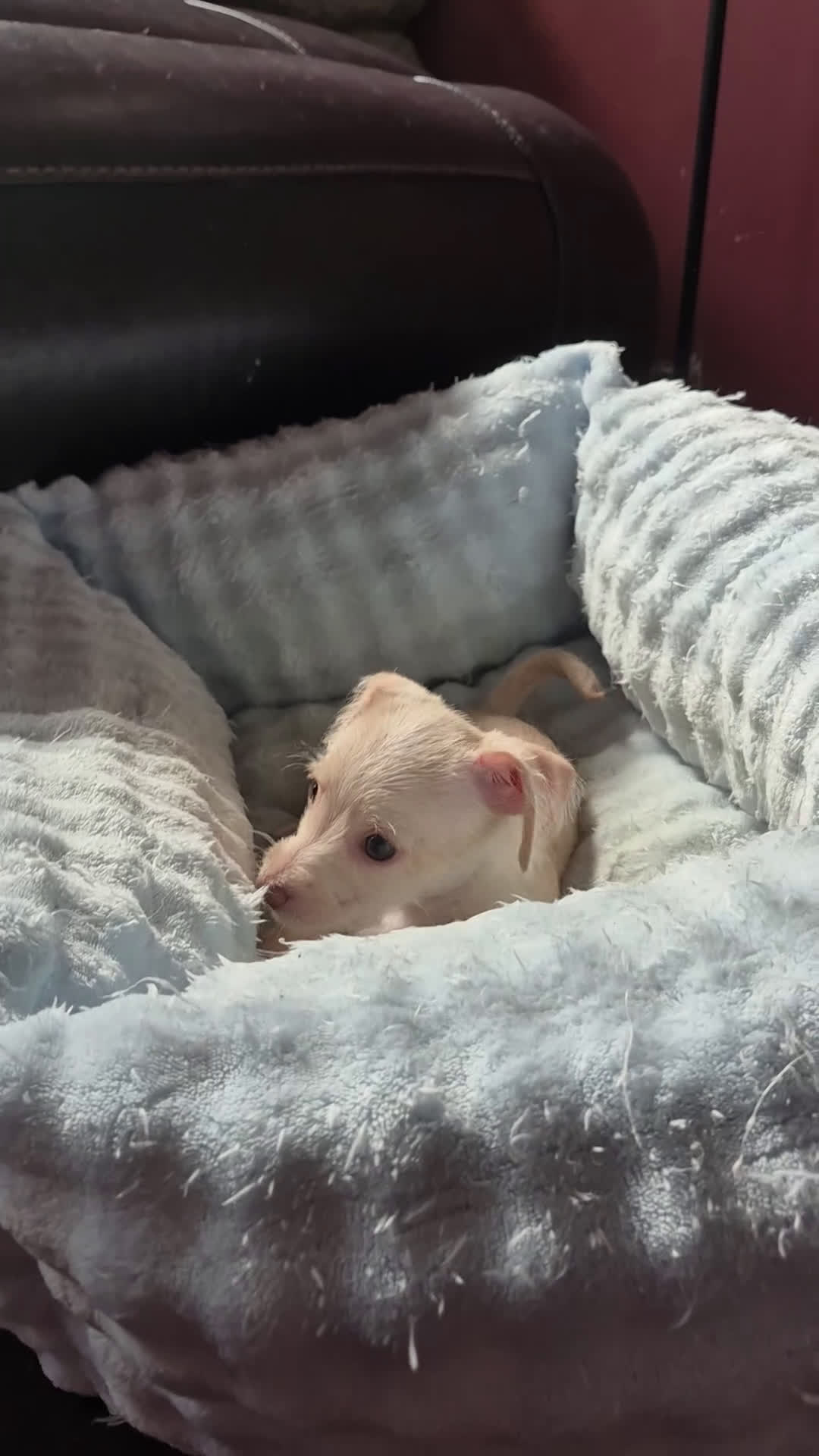 Chipoo dogs for sale:  Puppy 1 - Video 1