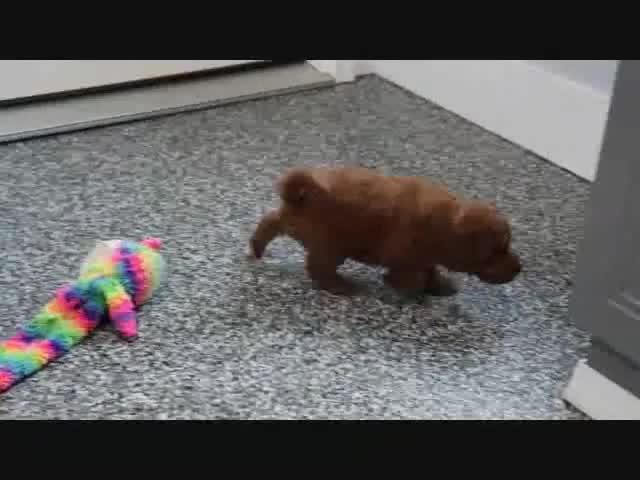 Mini Goldendoodle dogs for sale: Honey - Video 4