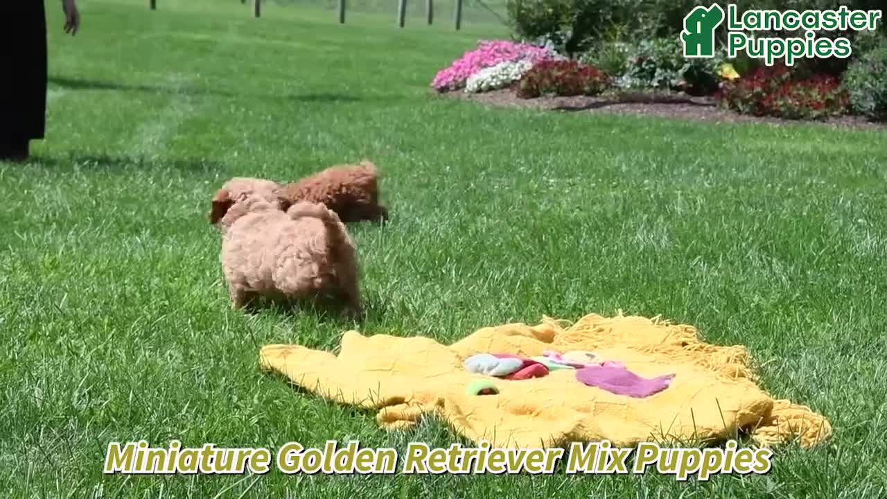 Miniature Golden Retriever dogs for sale: Murphy (leash trained)  - Video 1