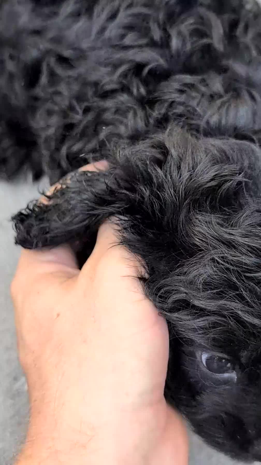 Cavapoo dogs for sale: Zion - Video 1