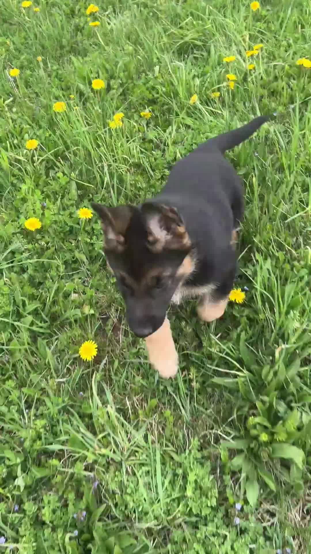 German Shepherd dogs for sale: Luna - Video 1