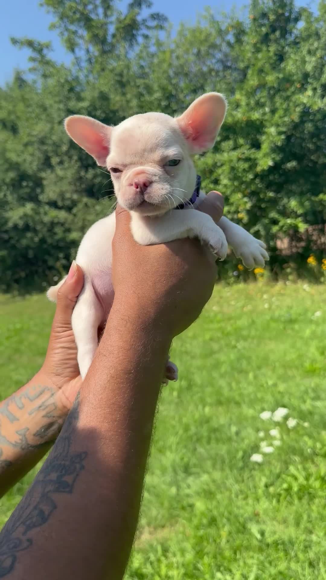 French Bulldog dogs for sale: Dior - Video 1