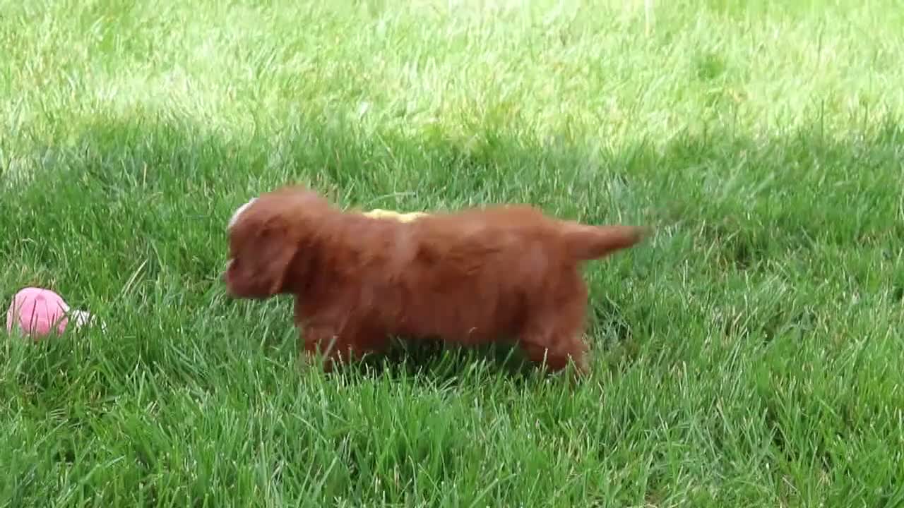 Cavapoo dogs for sale: Summer - Video 1