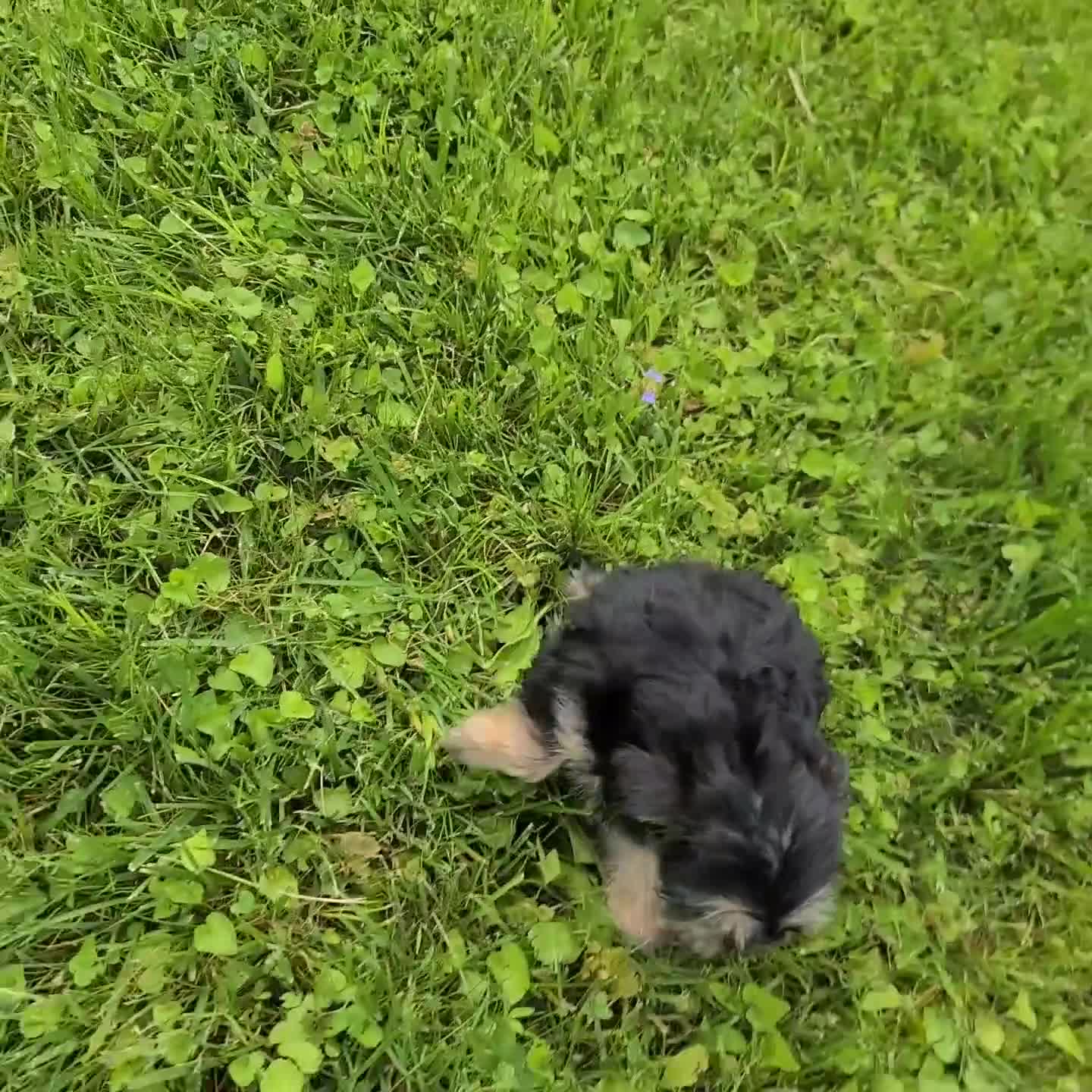 Shorkie dogs for sale: Patrick - Video 1