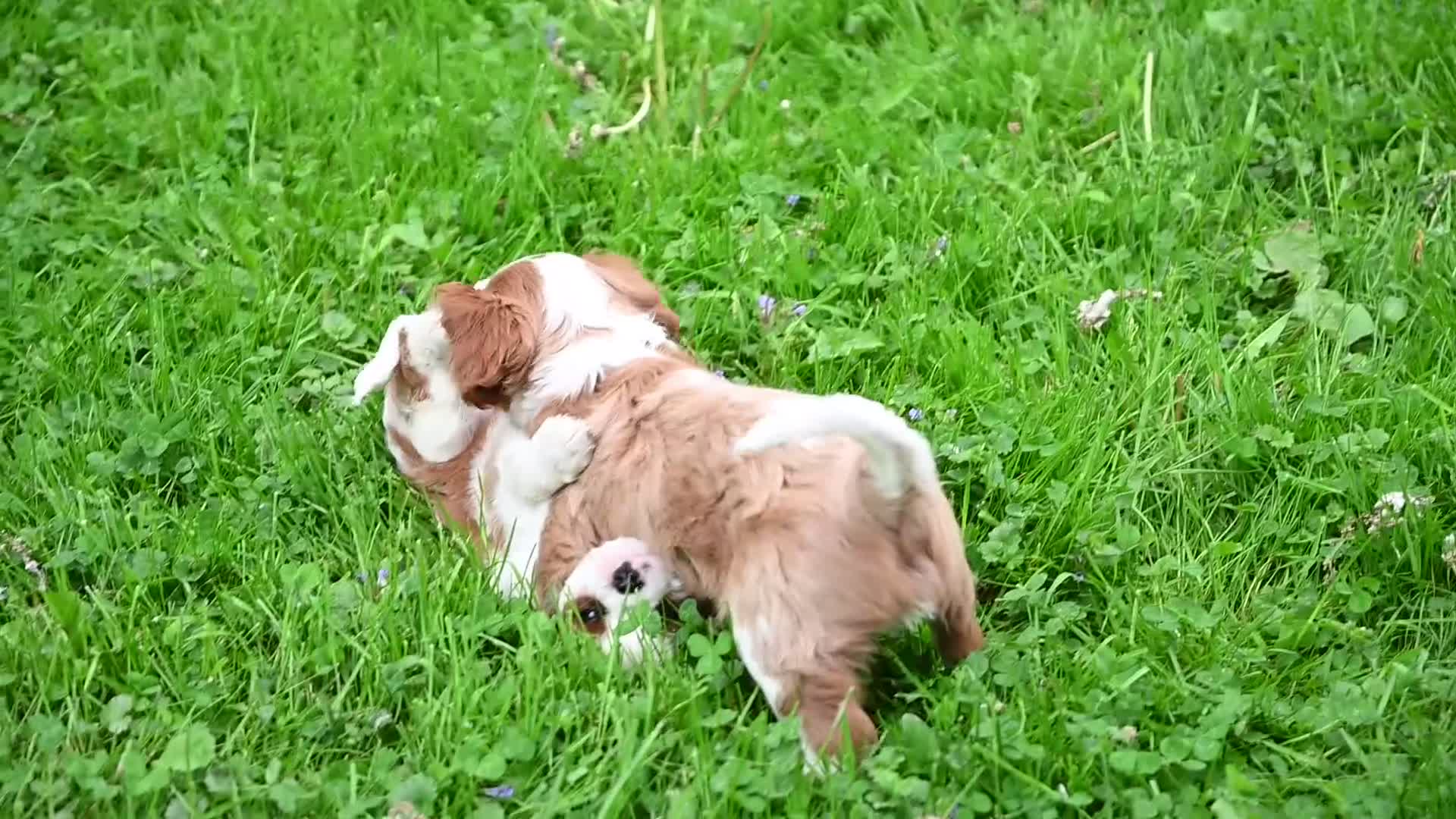 Cavalier King Charles Spaniel dogs for sale: Vince  - Video 1