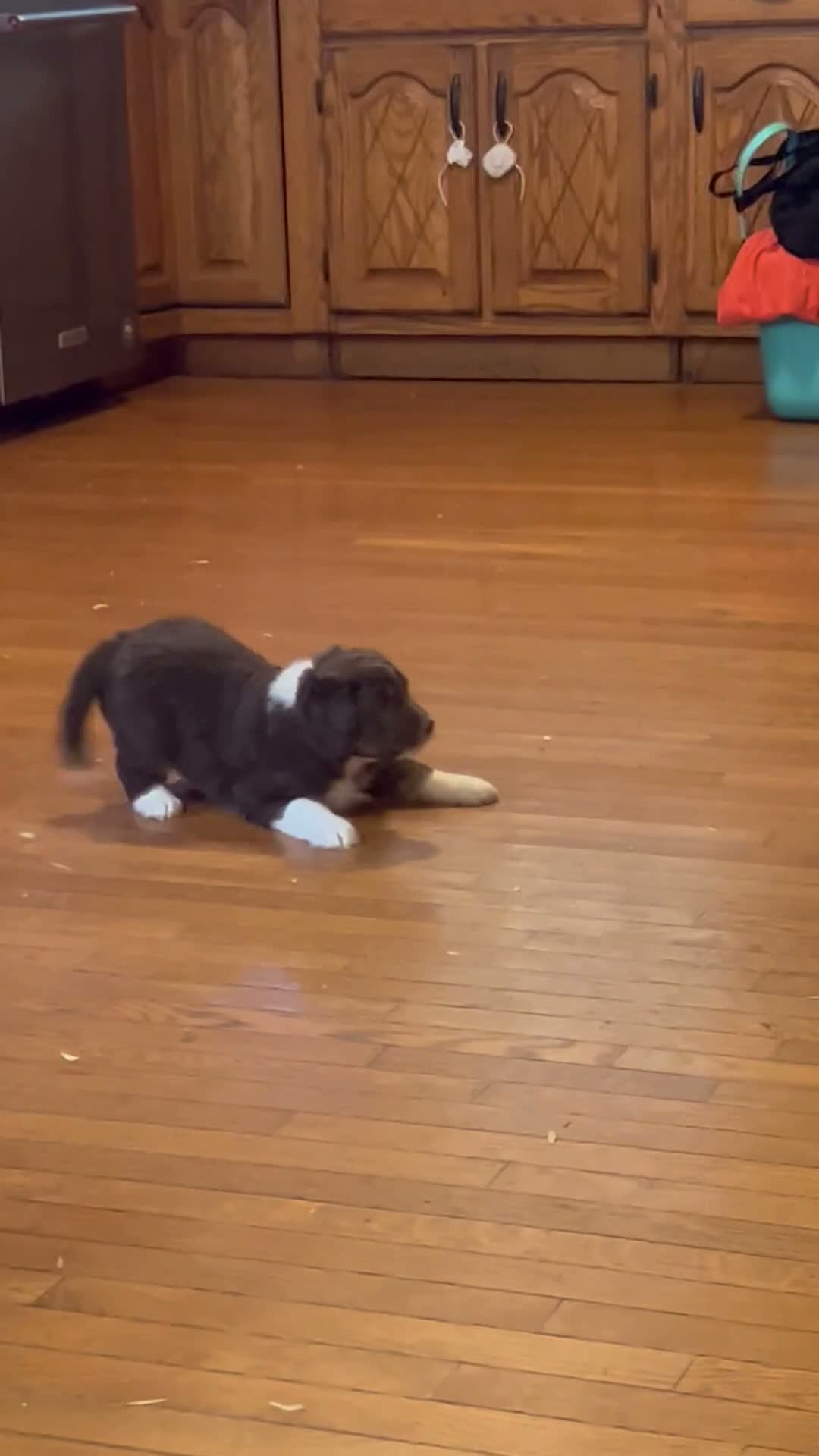 Aussiedoodle dogs for sale: Aussiedoodle 4 - Video 1