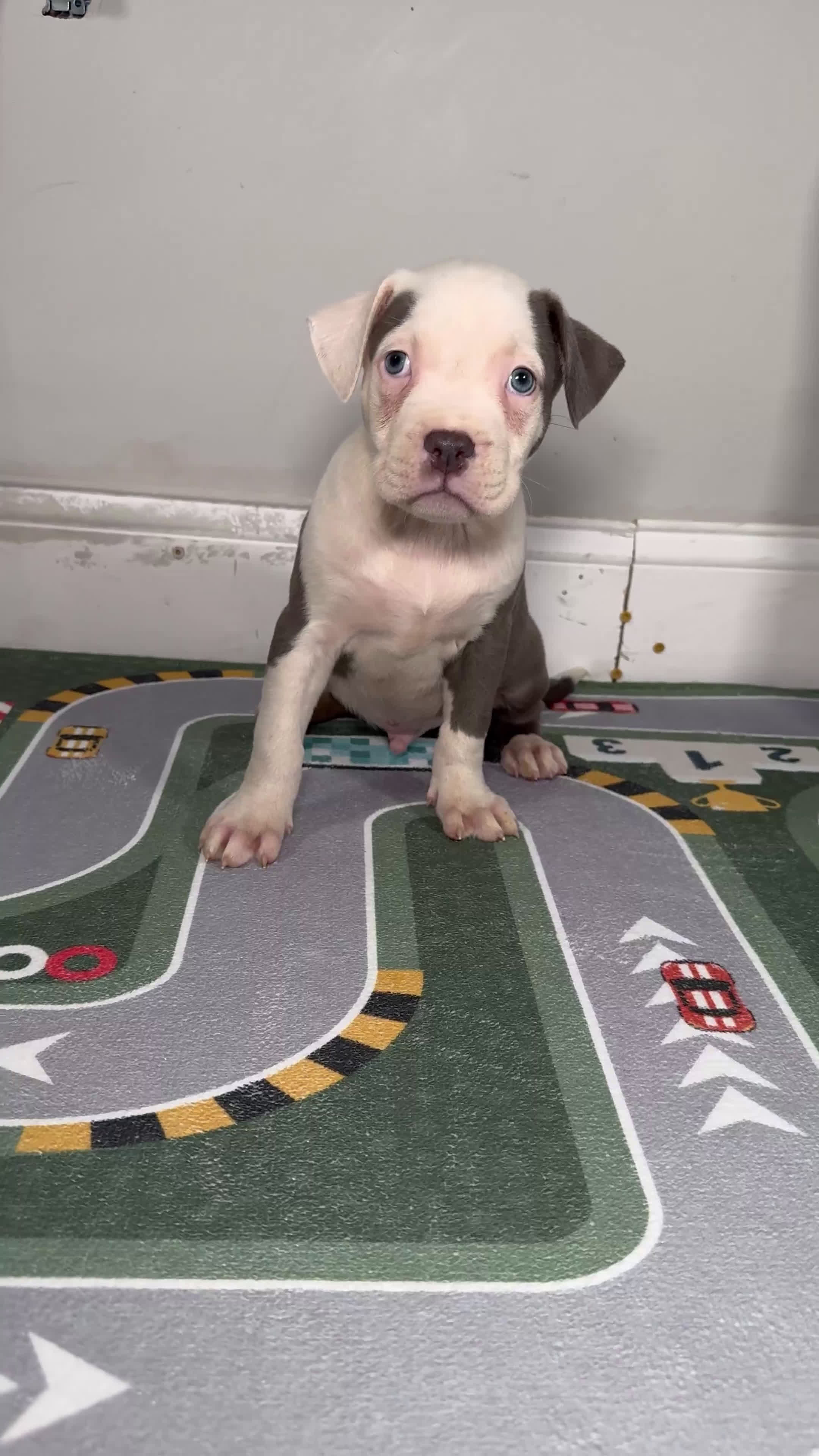 American Bully dogs for sale: Sage - Video 2
