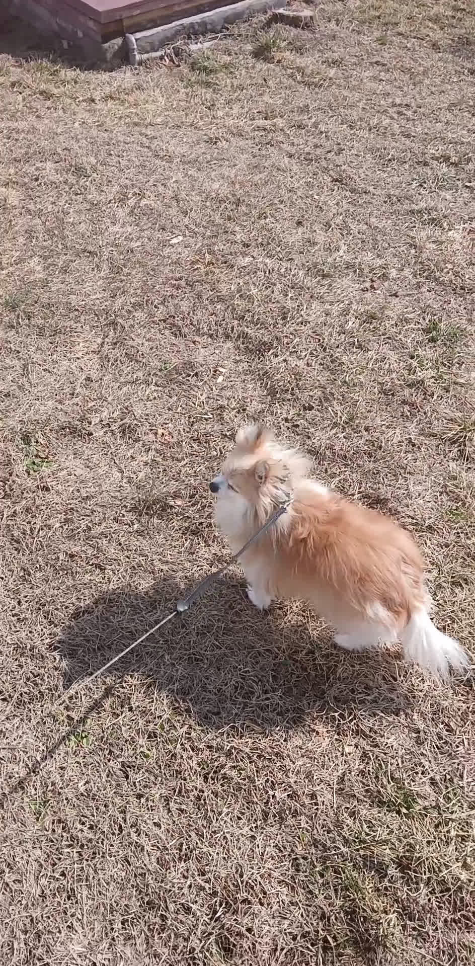 Pomeranian dogs for sale: Meet Teacup Pomeranian Ladybug 13 yrs - Video 1