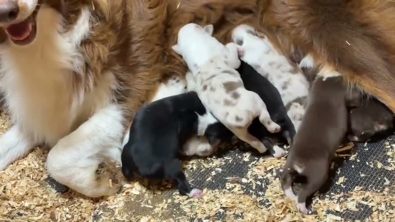 Australian Shepherd dogs for sale: Australian Shepherd 2 - Video 1