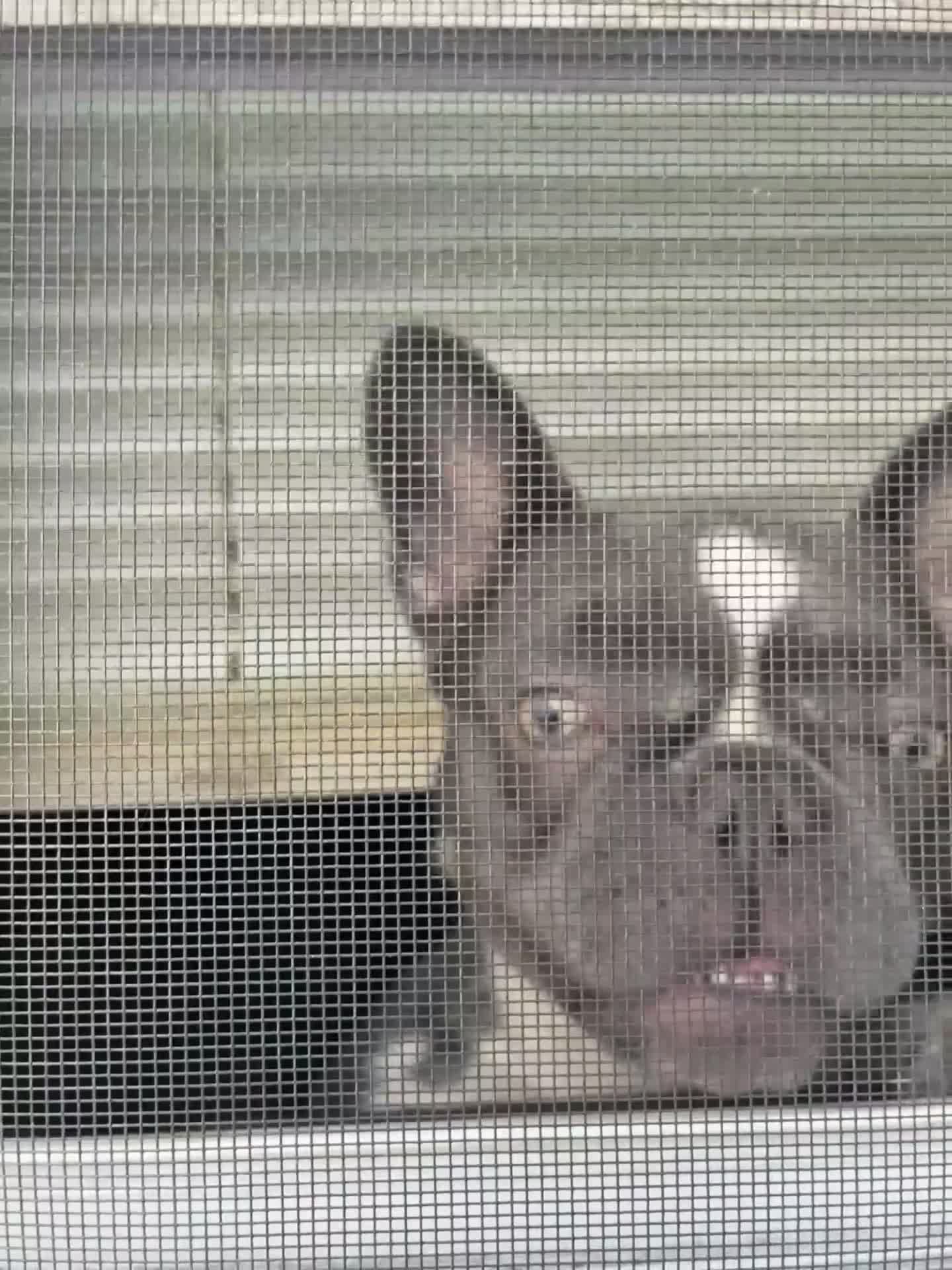 French Bulldog dogs for sale: French Bulldog Puppy 1 - Video 1