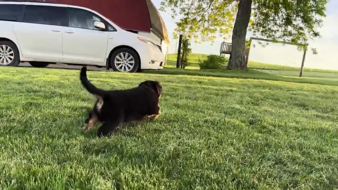 Sheprador dogs for sale: Boone - Video 1