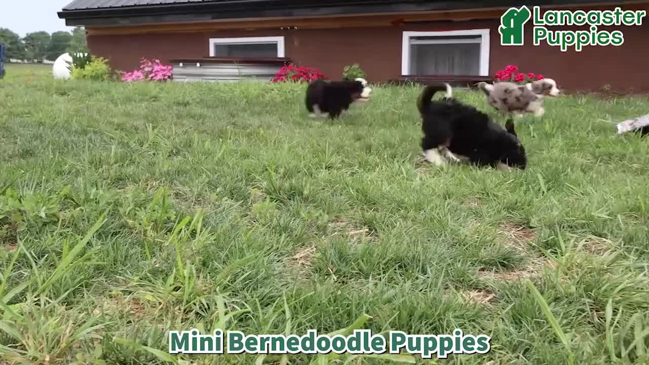 Mini Bernedoodle dogs for sale: Gigi  - Video 1