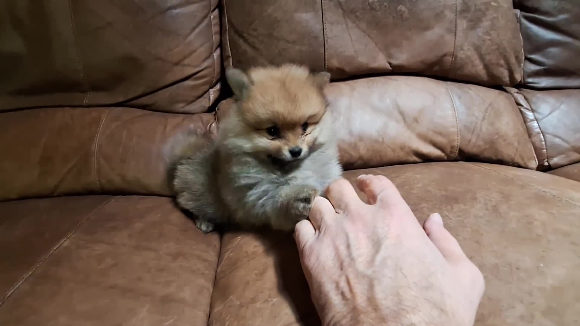 Pomeranian dogs for sale: sable female - Video 1