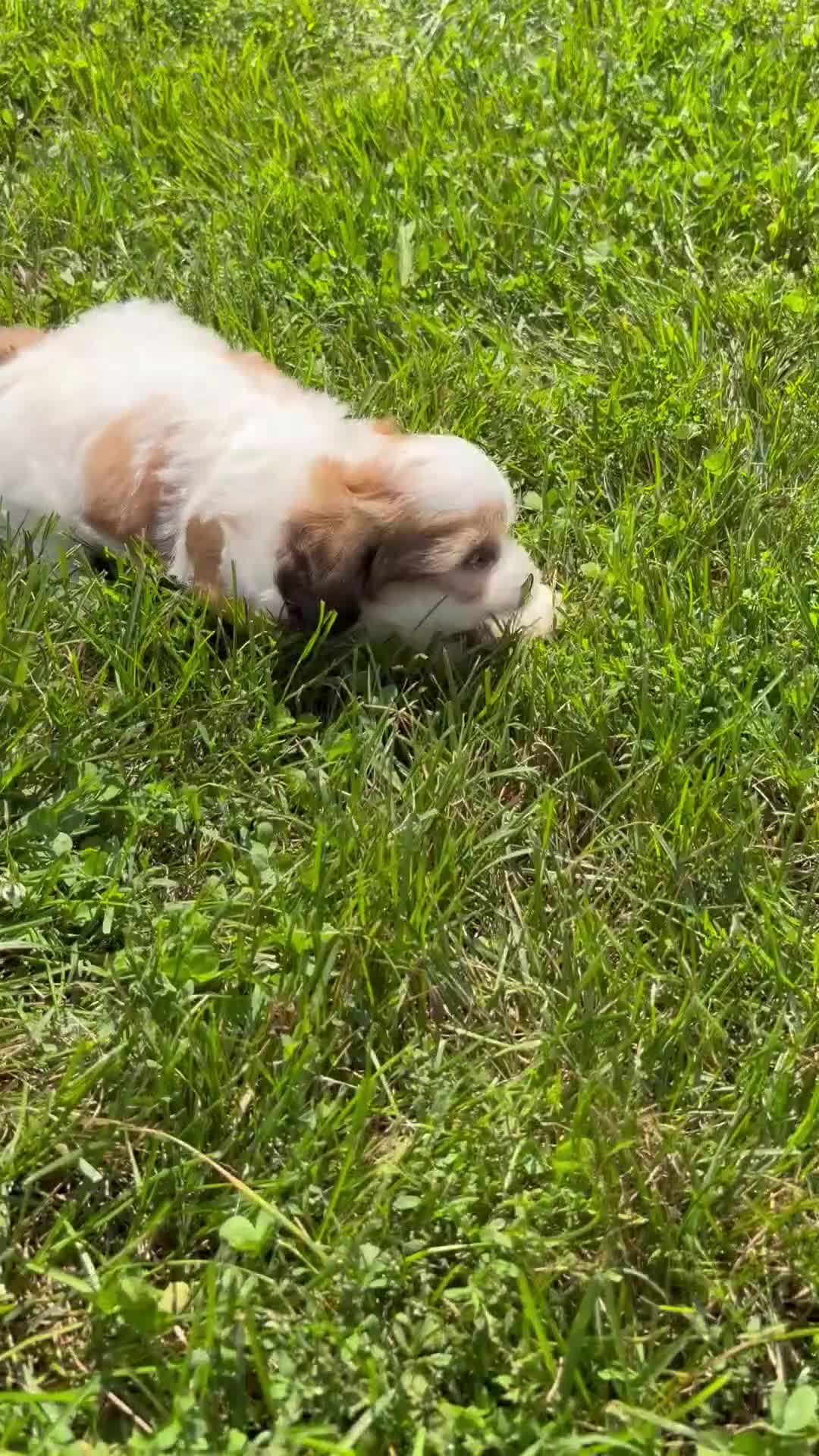 Teddy Bear dogs for sale: Haven - Video 1
