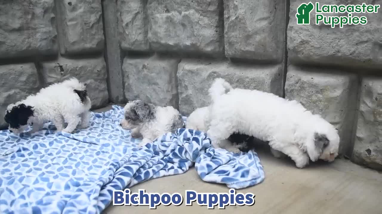 Bichpoo dogs for sale: Stanley - Video 1