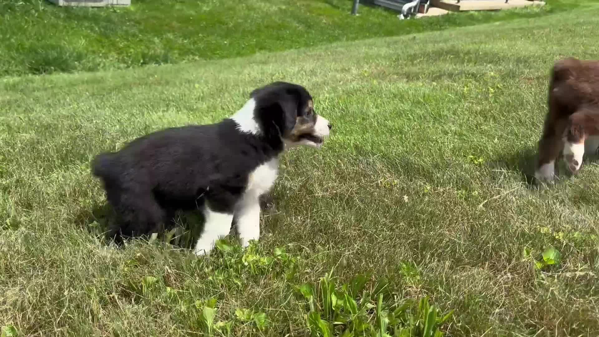 Miniature Australian Shepherd dogs for sale: Miniature Australian Shepherd Puppy 4 - Video 1