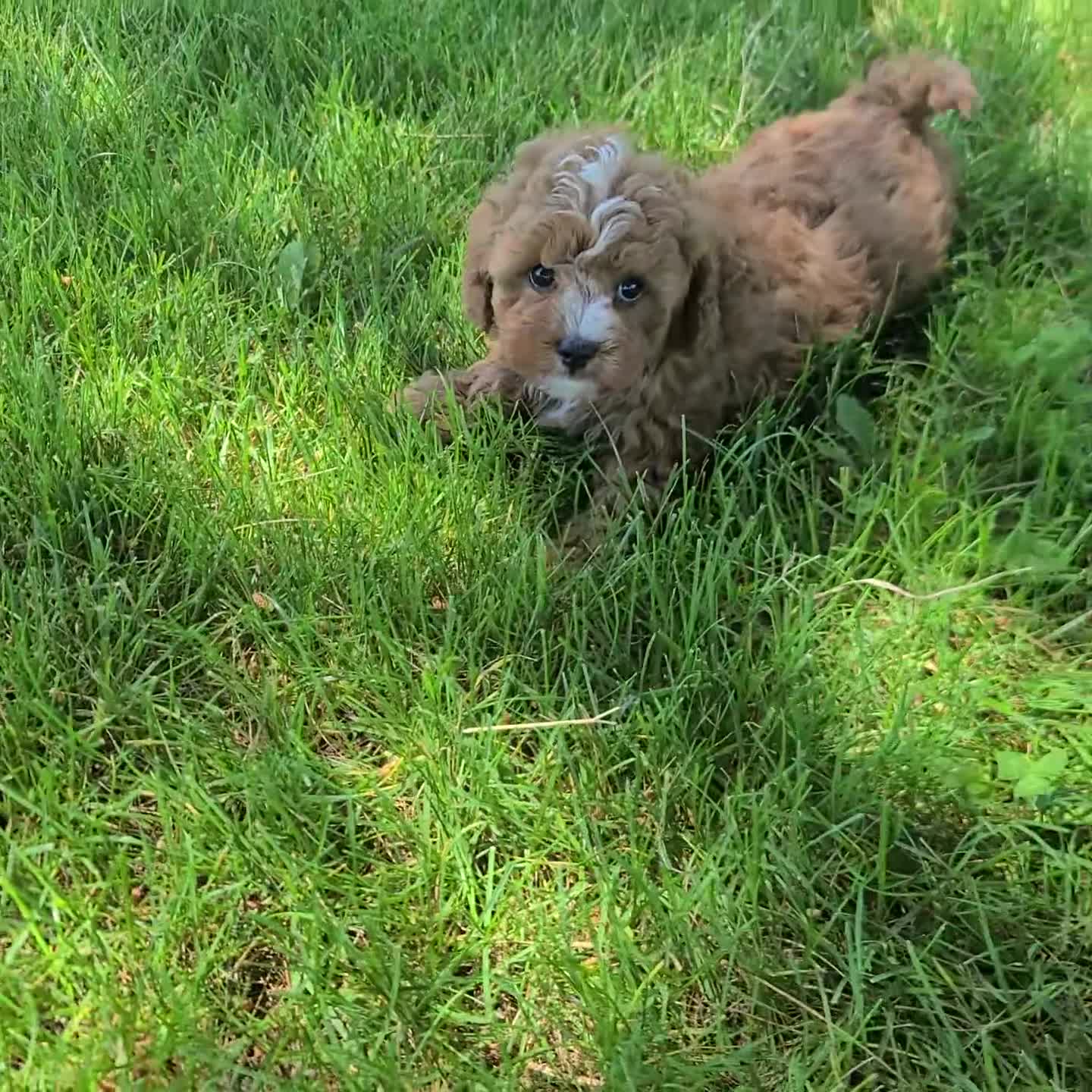 Cavapoo dogs for sale: Zain f1b - Video 1
