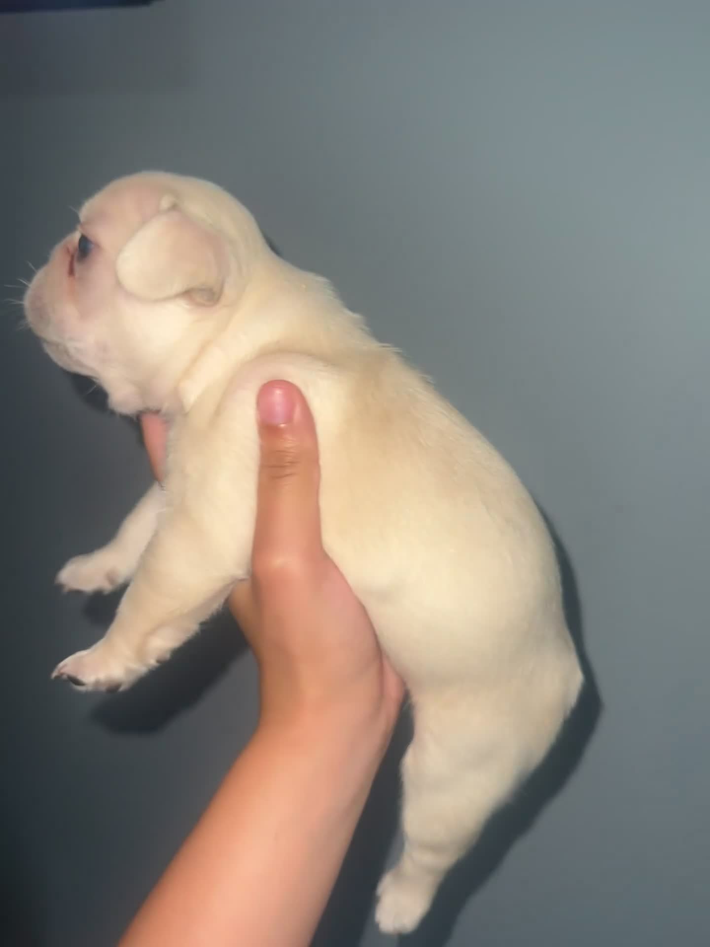 French Bulldog dogs for sale: Ghost - Video 1