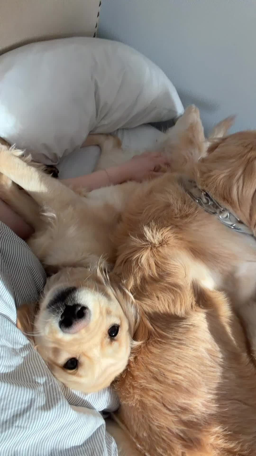 French Bulldog dogs for sale: Kevin! - Video 1