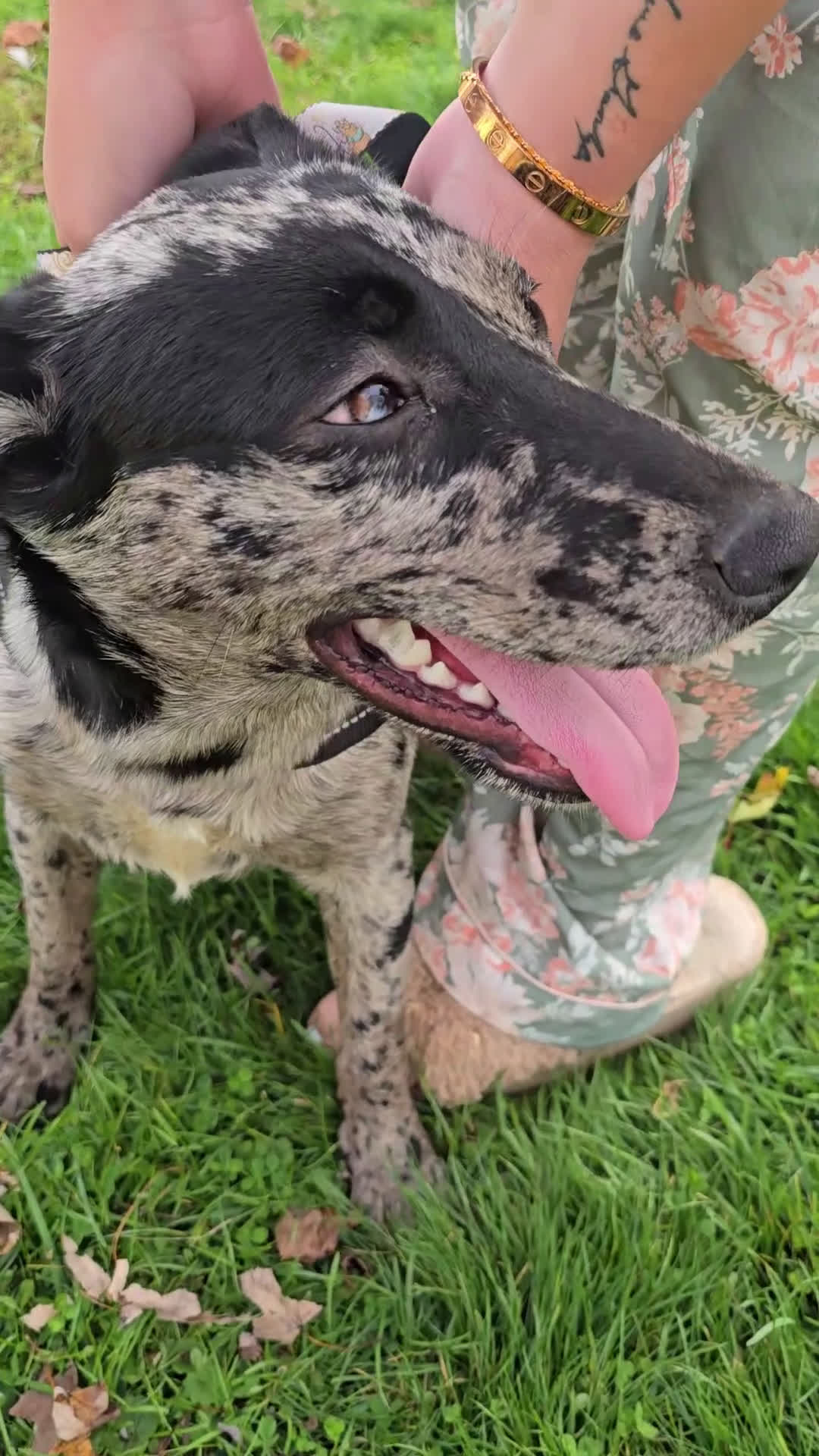 Mixed Breed dogs for sale: Gal - Video 1