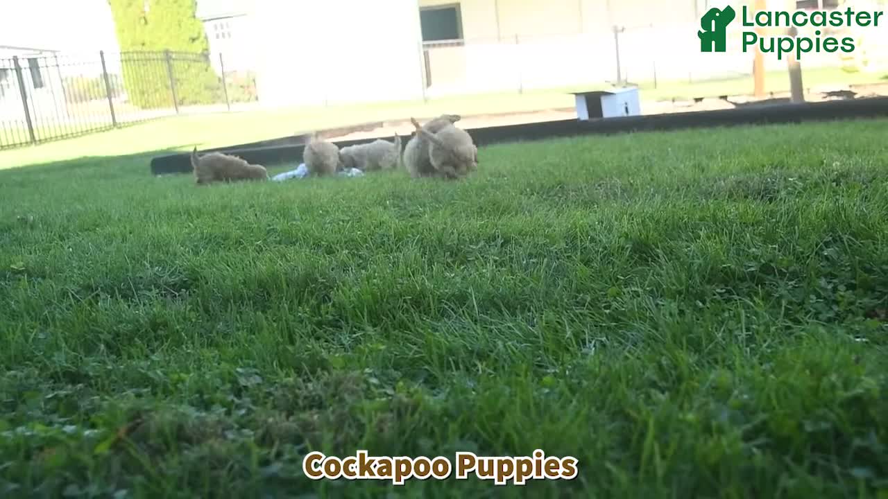 Cockapoo dogs for sale: Ginger  - Video 1