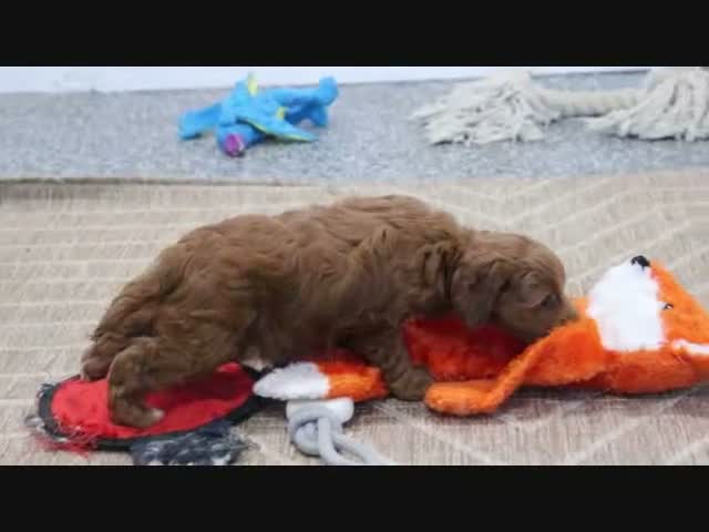 Mini Goldendoodle dogs for sale: Marla - Video 3
