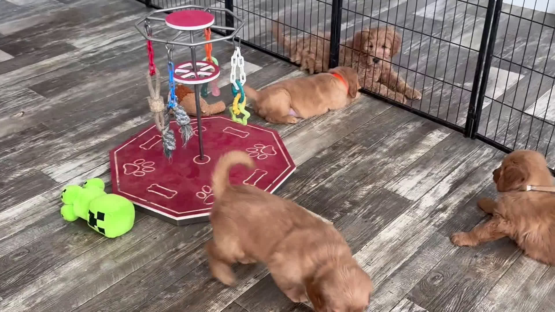 Golden Retriever dogs for sale: Buddy - Video 1
